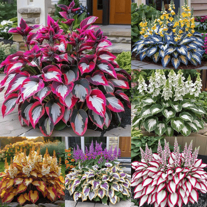 🌿Shade-Tolerant Plant