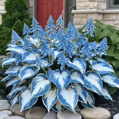 Premium Rare Hosta Seeds🌿Shade-Tolerant Plant