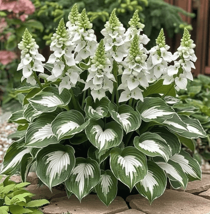 Premium Rare Hosta Seeds🌿Shade-Tolerant Plant