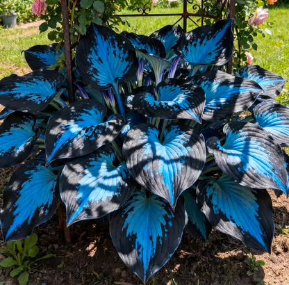 Premium Rare Hosta Seeds🌿Shade-Tolerant Plant