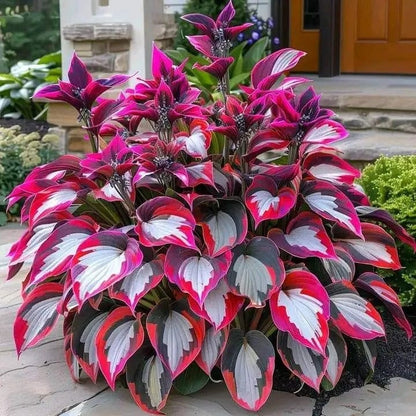 Premium Rare Hosta Seeds🌿Shade-Tolerant Plant