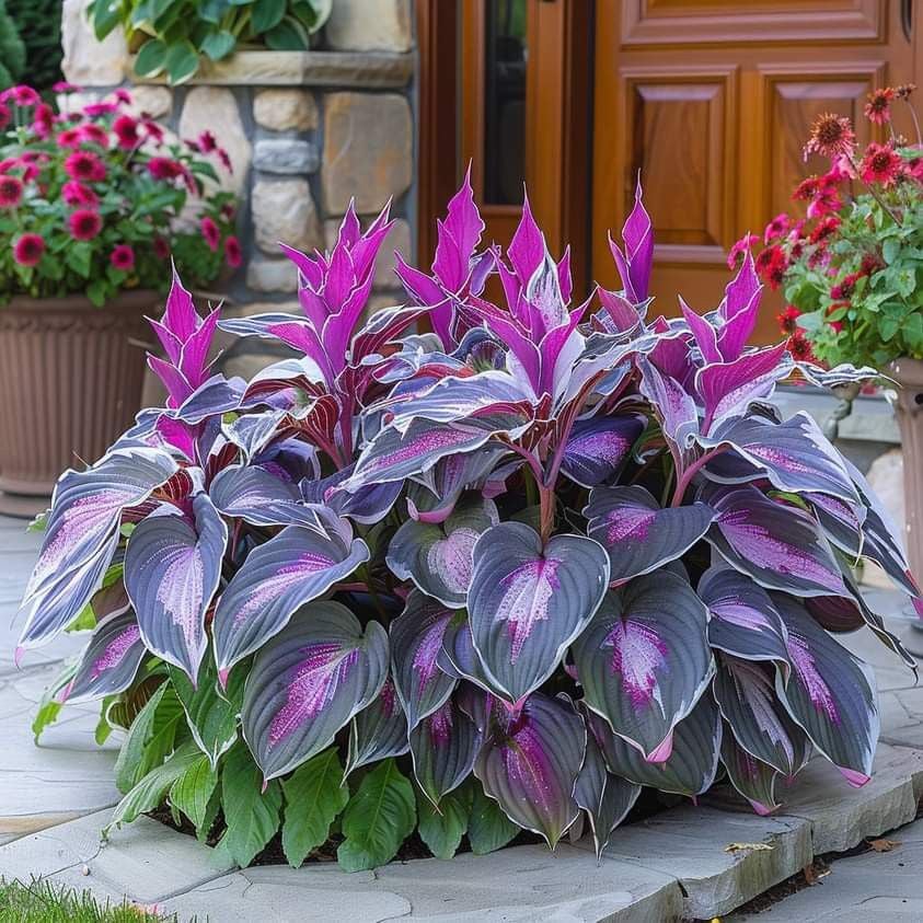 🌿Shade-Tolerant Plant