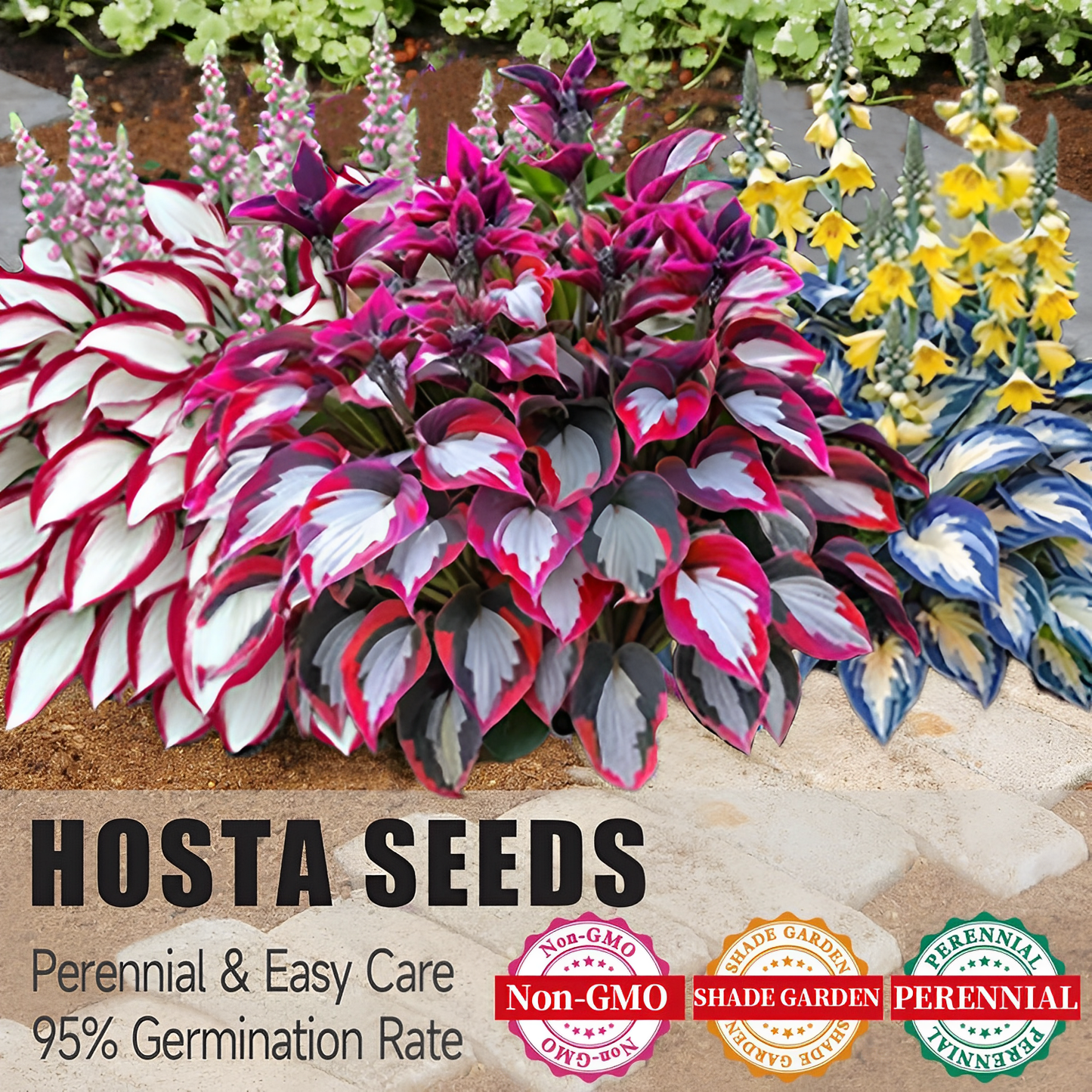 Premium Rare Hosta Seeds🌿Shade-Tolerant Plant