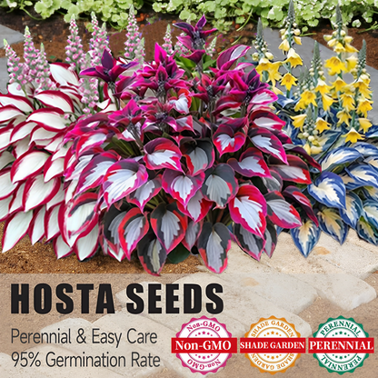 Premium Rare Hosta Seeds🌿Shade-Tolerant Plant
