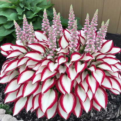 🌿Shade-Tolerant Plant