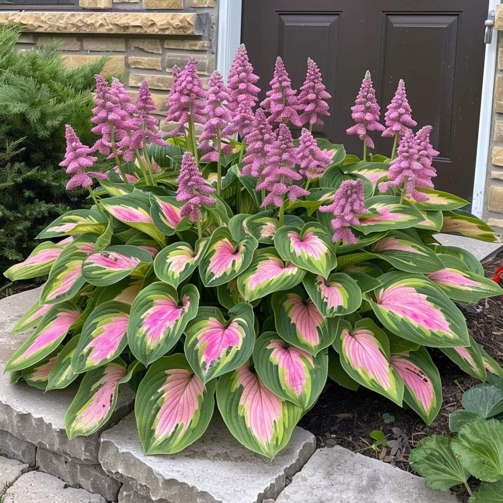 Premium Rare Hosta Seeds🌿Shade-Tolerant Plant