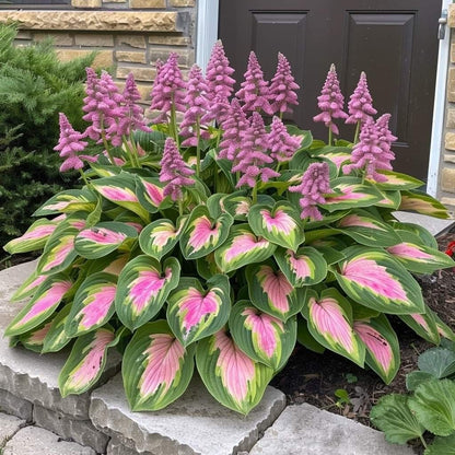 🌿Shade-Tolerant Plant