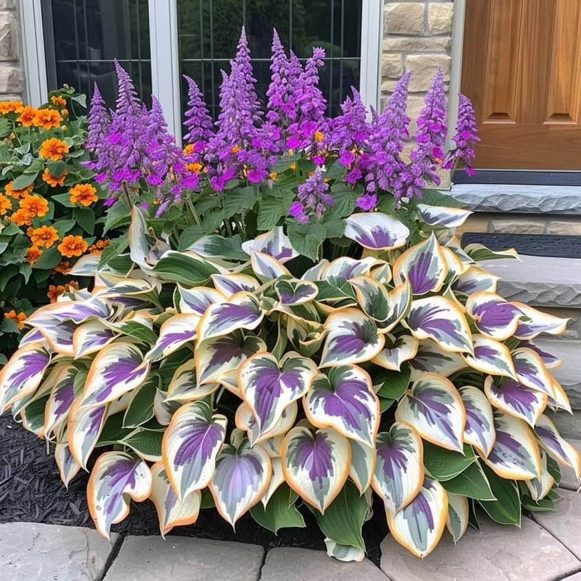 Premium Rare Hosta Seeds🌿Shade-Tolerant Plant