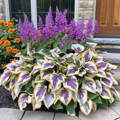 🌿Shade-Tolerant Plant
